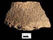 Mockley rim sherd from the Carey Farm, 7K-D-3 (Courtesy of the Delaware State Museums.)